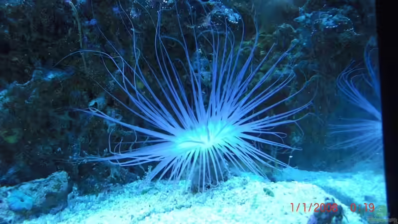 Besatz im Aquarium Becken 17780 von Andre Walz (22)