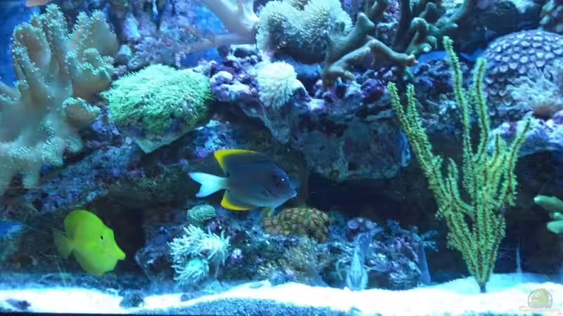 Besatz im Aquarium Becken 17780 von Andre Walz (23)