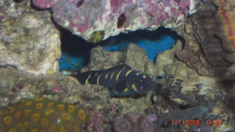 Besatz im Aquarium Becken 17780 von Andre Walz (25)