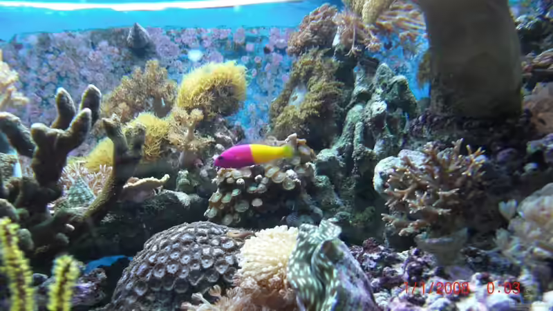 Besatz im Aquarium Becken 17780 von Andre Walz (26)