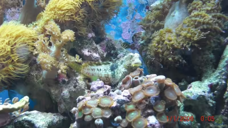 Besatz im Aquarium Becken 17780 von Andre Walz (27)