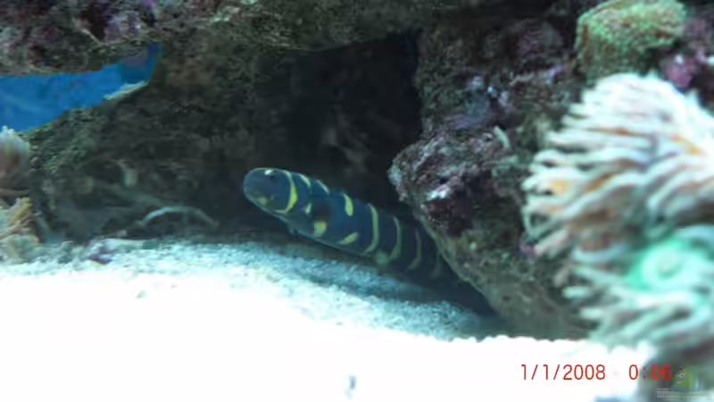 Besatz im Aquarium Becken 17780 von Andre Walz (29)