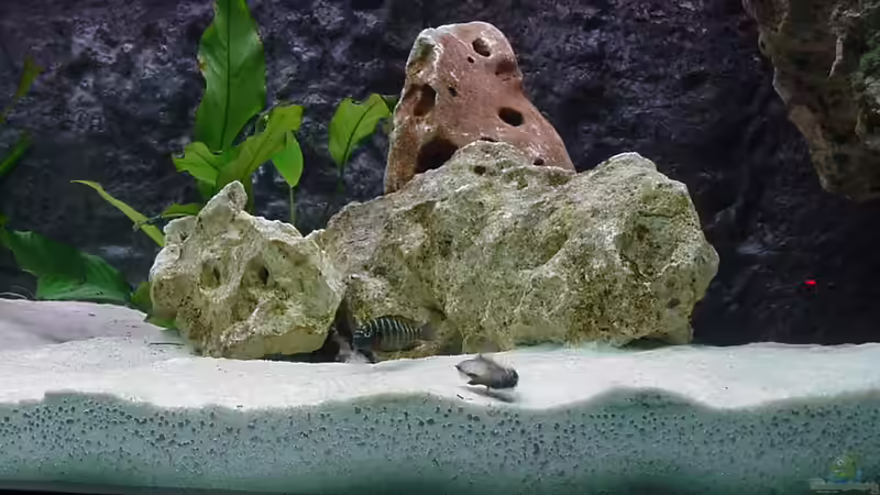 Besatz im Aquarium Becken 178 von Uwe Veckenstedt (9)