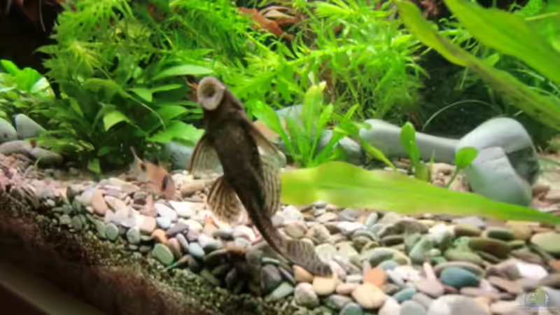 Besatz im Aquarium Becken 17802 von FLJ07 (32)