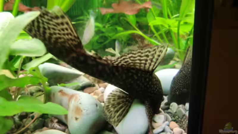 Besatz im Aquarium Becken 17802 von FLJ07 (33)