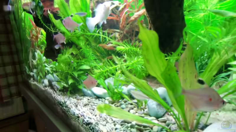 Besatz im Aquarium Becken 17802 von FLJ07 (34)
