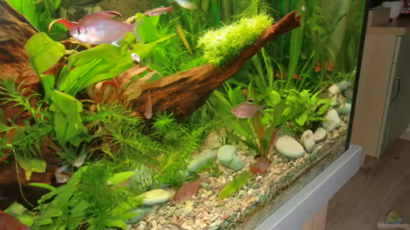 Besatz im Aquarium Becken 17802 von FLJ07 (35)