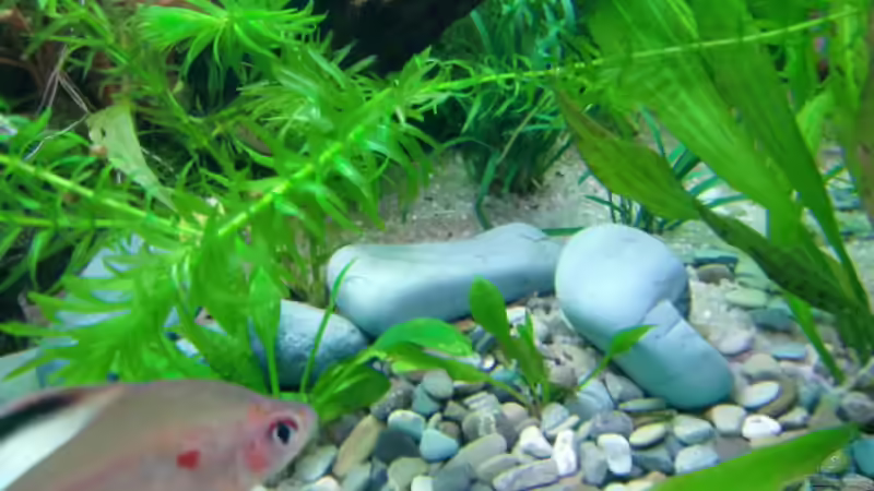 Besatz im Aquarium Becken 17802 von FLJ07 (36)