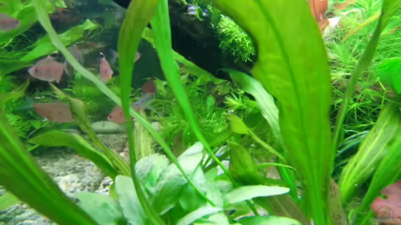 Besatz im Aquarium Becken 17802 von FLJ07 (37)