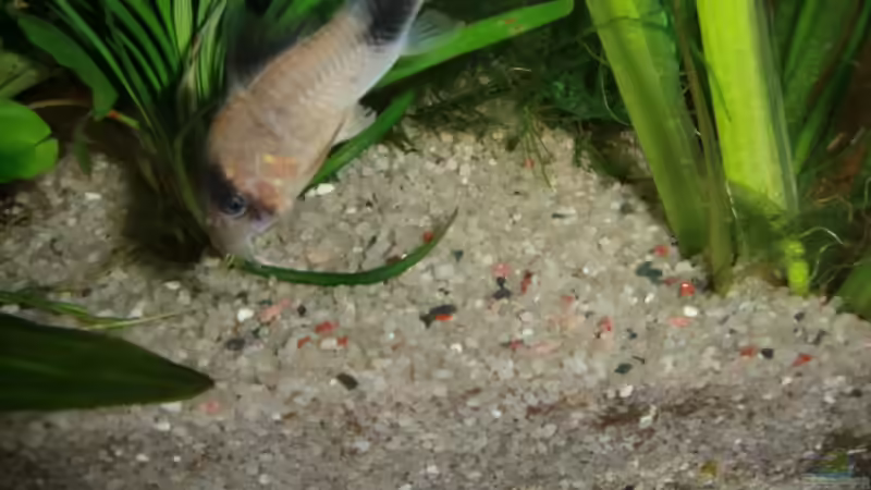 Besatz im Aquarium Becken 17802 von FLJ07 (38)