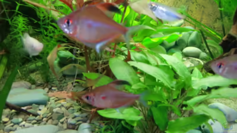 Besatz im Aquarium Becken 17802 von FLJ07 (39)