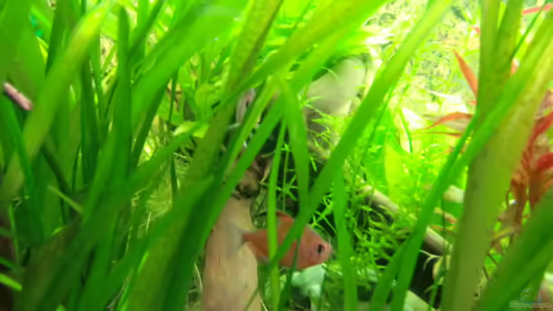 Besatz im Aquarium Becken 17802 von FLJ07 (40)