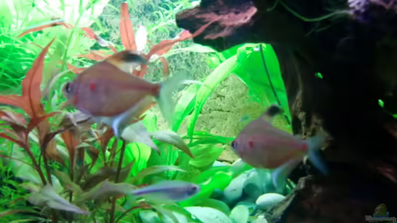 Besatz im Aquarium Becken 17802 von FLJ07 (41)