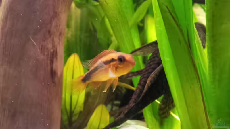 Besatz im Aquarium Becken 17802 von FLJ07 (43)