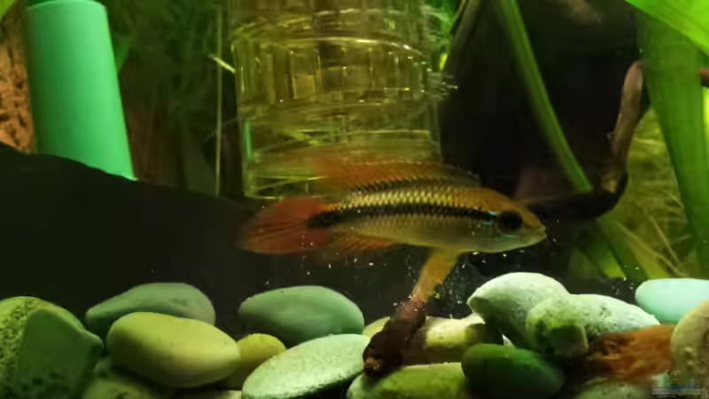 Besatz im Aquarium Becken 17802 von FLJ07 (44)