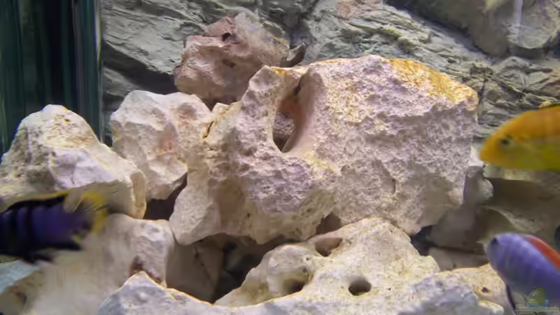 Besatz im Aquarium Becken 17833 von wd1965 (3)