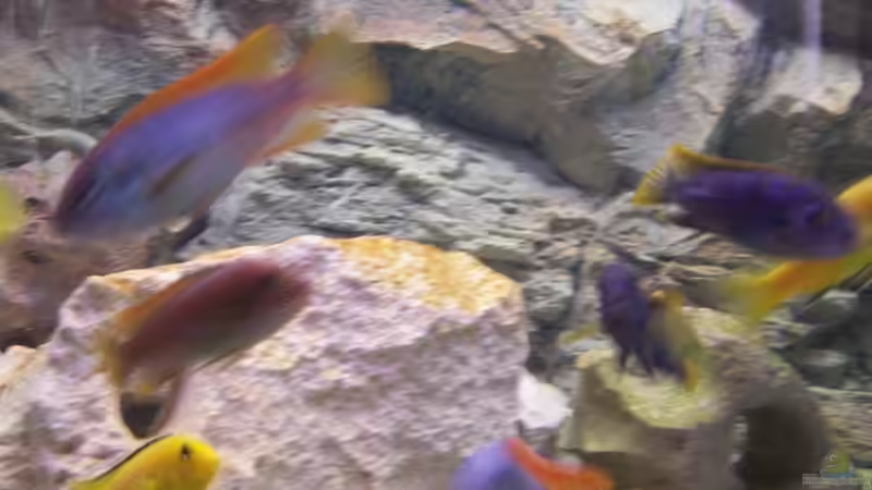 Besatz im Aquarium Becken 17833 von wd1965 (6)