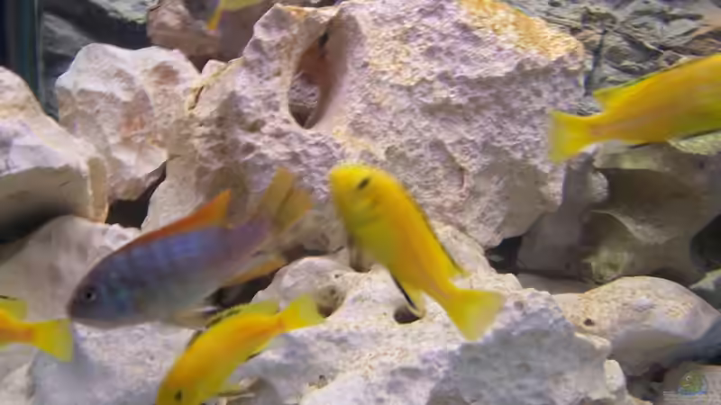 Besatz im Aquarium Becken 17833 von wd1965 (7)