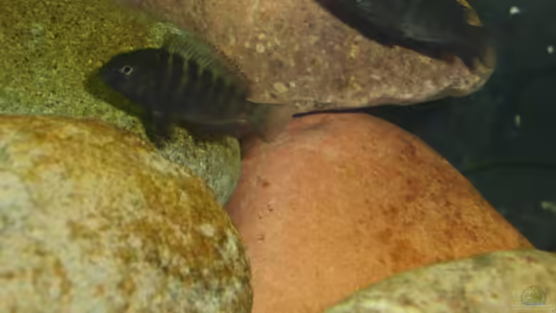 Besatz im Aquarium Becken 17837 von Alex_085 (10)