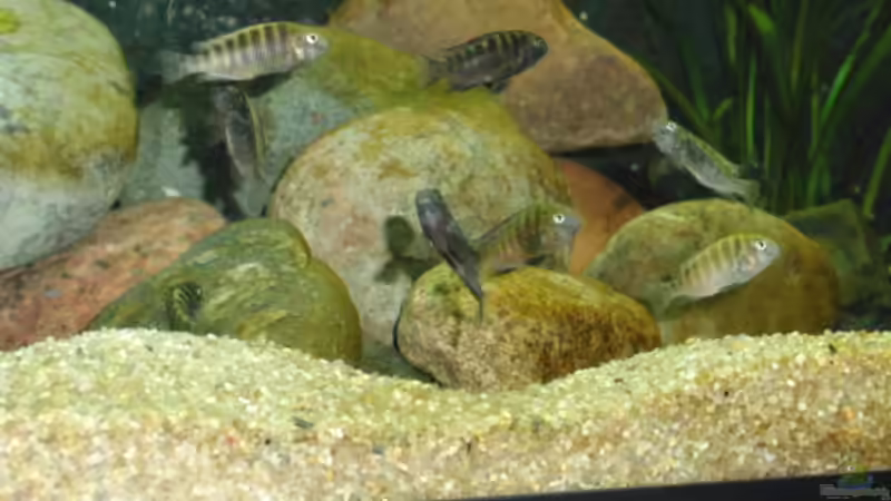 Besatz im Aquarium Becken 17837 von Alex_085 (11)