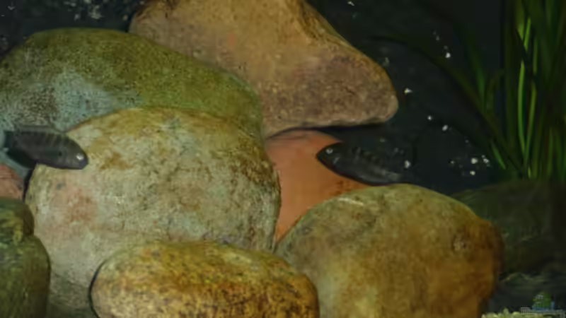 Besatz im Aquarium Becken 17837 von Alex_085 (14)