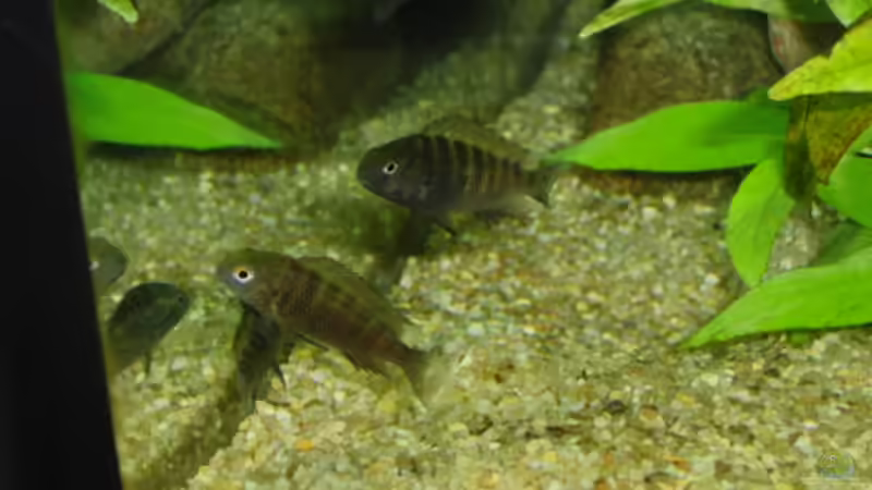 Besatz im Aquarium Becken 17837 von Alex_085 (9)