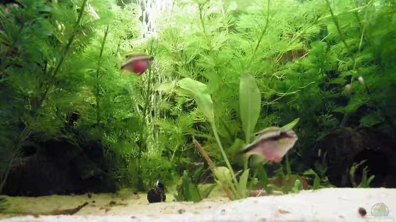Besatz im Aquarium Becken 17862 von Diskus-Freak®aka Benny&Anja (11)
