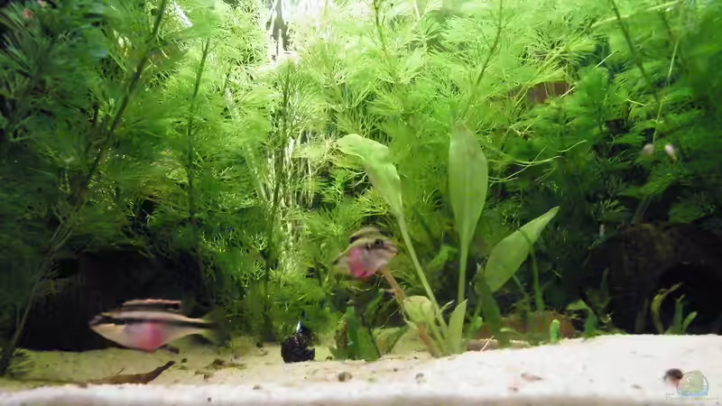 Besatz im Aquarium Becken 17862 von Diskus-Freak®aka Benny&Anja (13)