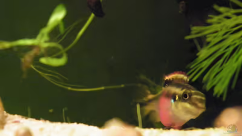 Besatz im Aquarium Becken 17862 von Diskus-Freak®aka Benny&Anja (14)