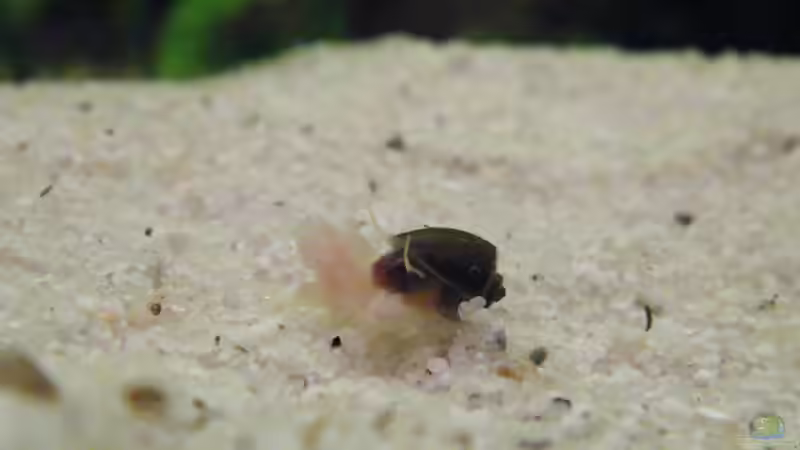 Besatz im Aquarium Becken 17862 von Diskus-Freak®aka Benny&Anja (15)