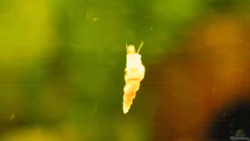 Besatz im Aquarium Becken 17862 von Diskus-Freak®aka Benny&Anja (16)