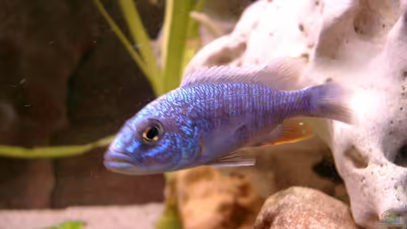 Besatz im Aquarium Becken 179 von Harry Kappler (11)