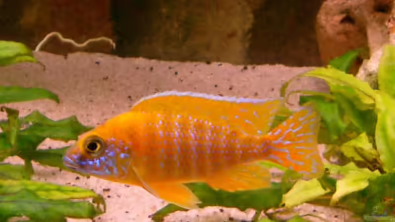 Besatz im Aquarium Becken 179 von Harry Kappler (12)