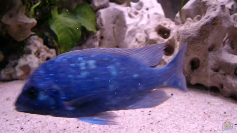 Besatz im Aquarium Becken 179 von Harry Kappler (15)