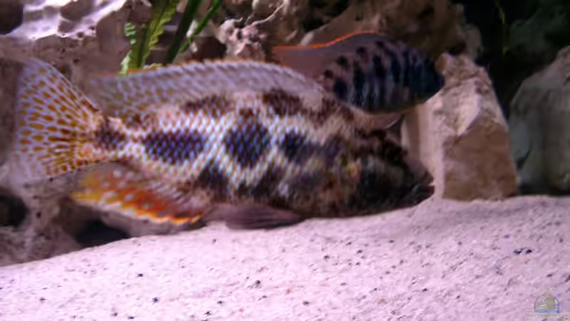 Besatz im Aquarium Becken 179 von Harry Kappler (16)