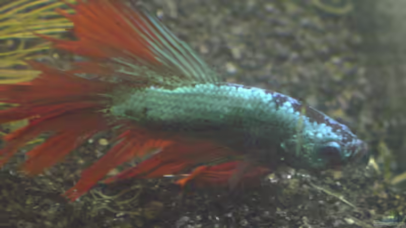 Besatz im Aquarium Becken 17927 von Steve Gerecke (4)