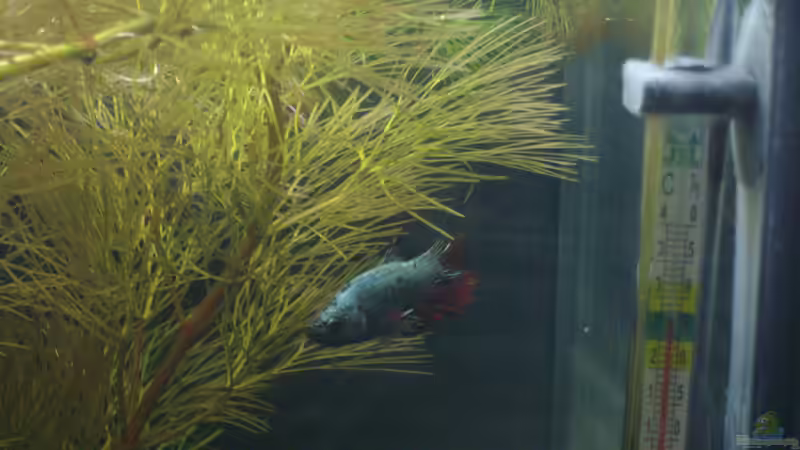 Besatz im Aquarium Becken 17927 von Steve Gerecke (5)