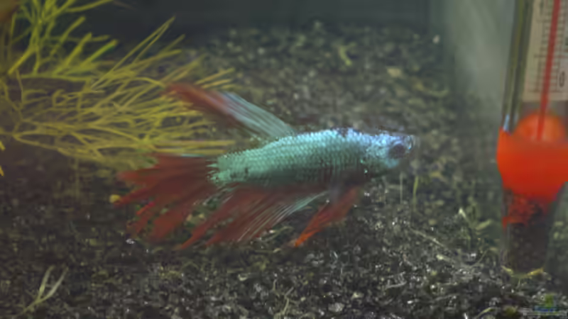 Besatz im Aquarium Becken 17927 von Steve Gerecke (6)