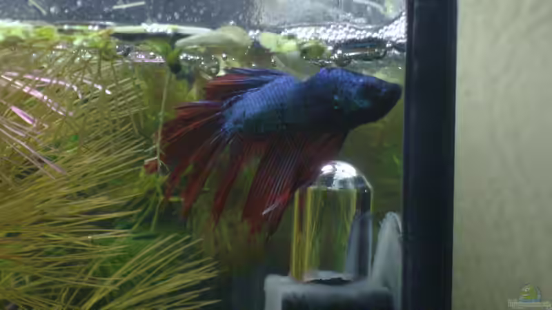 Besatz im Aquarium Becken 17927 von Steve Gerecke (7)