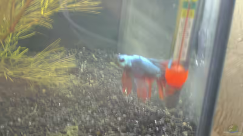 Besatz im Aquarium Becken 17927 von Steve Gerecke (8)