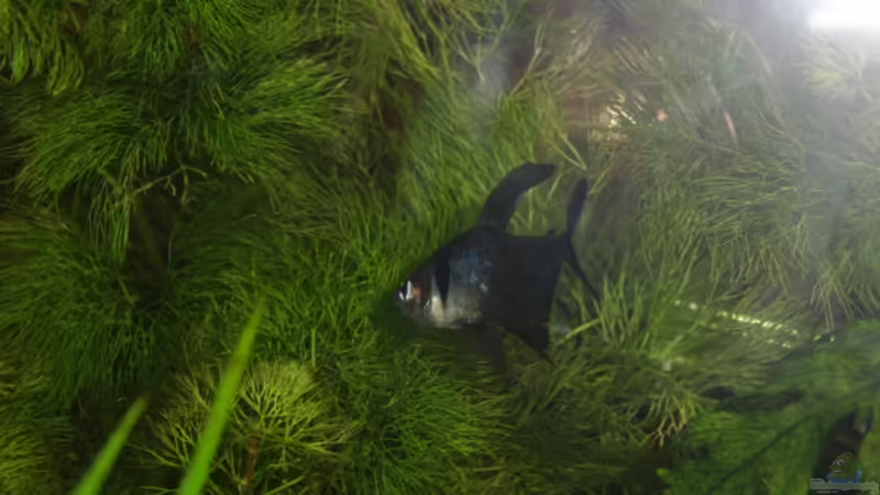 Besatz im Aquarium Becken 17931 von Alex_085 (10)