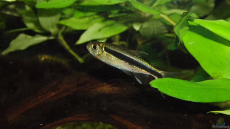 Besatz im Aquarium Becken 17931 von Alex_085 (11)