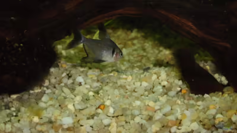 Besatz im Aquarium Becken 17931 von Alex_085 (7)