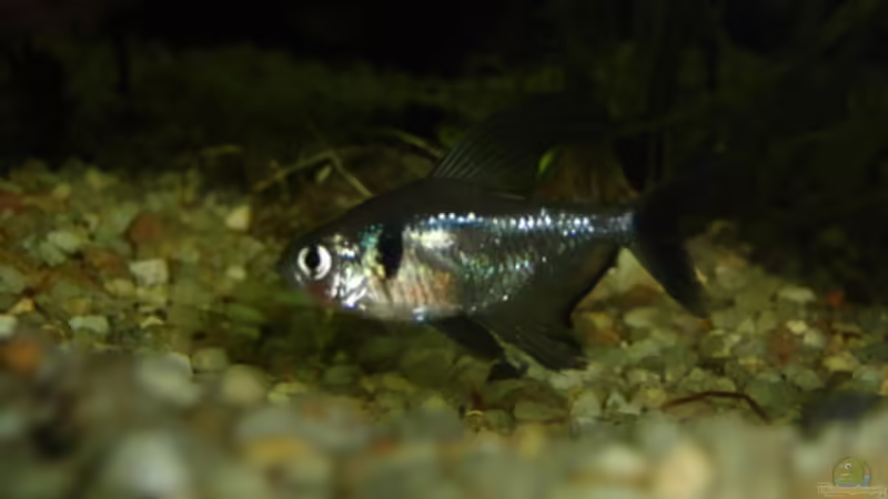 Besatz im Aquarium Becken 17931 von Alex_085 (8)