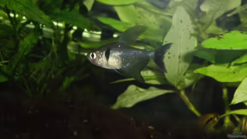 Besatz im Aquarium Becken 17931 von Alex_085 (9)