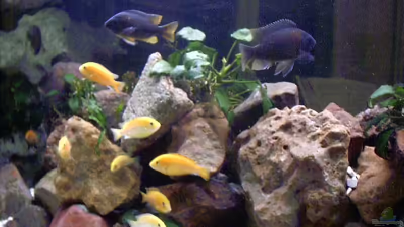 Besatz im Aquarium Becken 1794 von Markus Parthe (12)