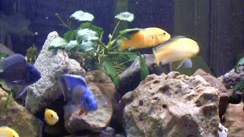 Besatz im Aquarium Becken 1794 von Markus Parthe (13)