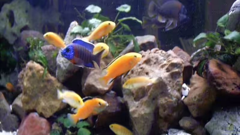 Besatz im Aquarium Becken 1794 von Markus Parthe (15)