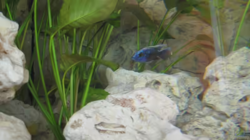 Besatz im Aquarium Becken 17952 von MAGNUM (16)