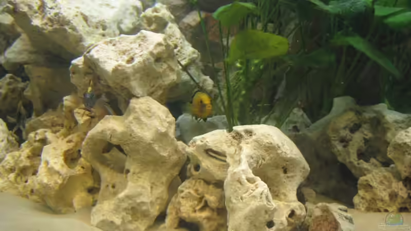 Besatz im Aquarium Becken 17952 von MAGNUM (17)